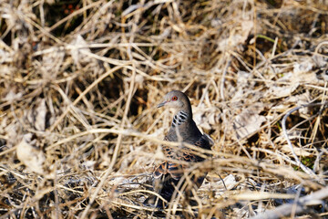 藪の中の鳩