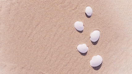 Fototapeta na wymiar Summer time. Seashells, starfishes on sand ocean beach background. Travel concept in minimal style.