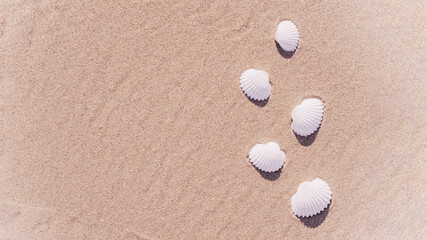 Summer time. Seashells, starfishes on sand ocean beach background. Travel concept in minimal style.