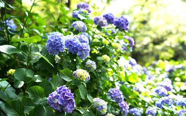 The flowers of Hydrangea.