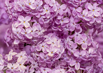 Fototapeta premium pink hydrangea flowers