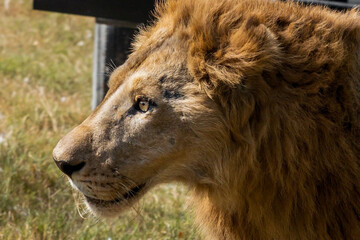 Close-up Head of Male Lion was Walking on The Field