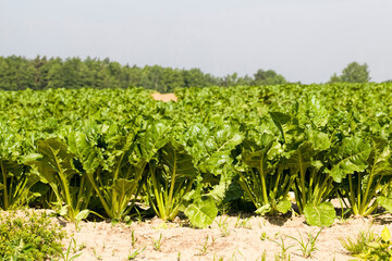 sugar beet in the agricultural field