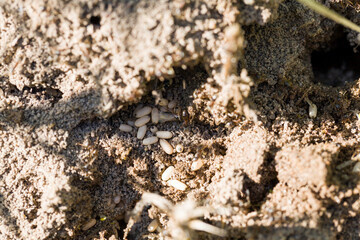 ants crawling on the sand in the summer