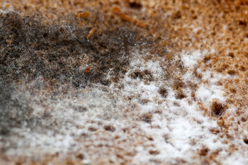 different types of mold and mildew growing on the surface