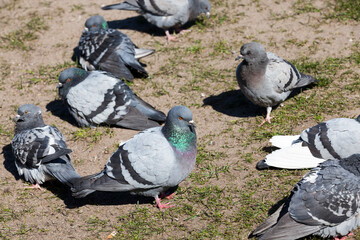 Obraz premium hungry pigeons living in the city, close up