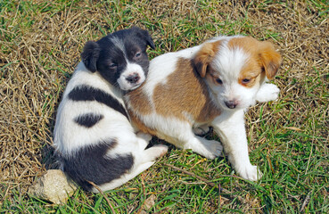 two small beautiful puppies