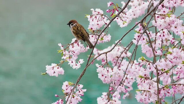 京都　鴨川の桜　