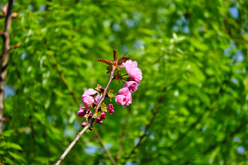 咲いてきた八重桜