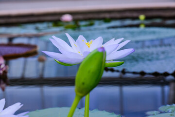 White Lotus Flower in The Pond