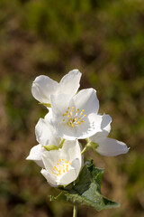 beautiful white jasmine flowers in the spring season,