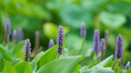 The flourish green plants growing in the park in summer