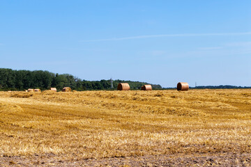 Fototapeta premium golden wheat straw is dry and prickly