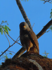 Hawks Roadside Hawk / Ruporni magnirostris