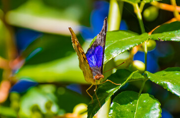 Mariposa azul. Canelones, Uruguay