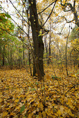 deciduous trees in the autumn season during leaf fall