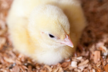 young meat chicken chicks