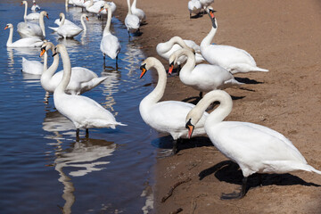 lake or river with swans that came ashore