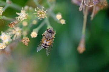 Hover fly on flower