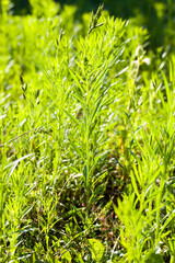 green grass grows in a field or other area in nature