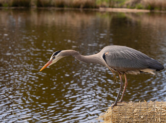 P1010413 Colourful great blue heron, Ardea herodias, perched on the edge of a pond cECP 2021