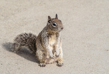 California Ground Squirrel at the park up on hind legs, this species has white rings around their...