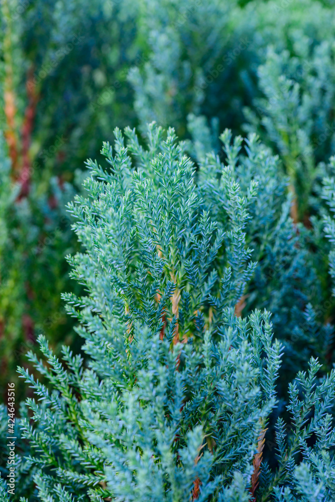 Wall mural Conifer leaves in park