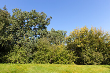 Obraz premium landscape of deciduous trees in the autumn season