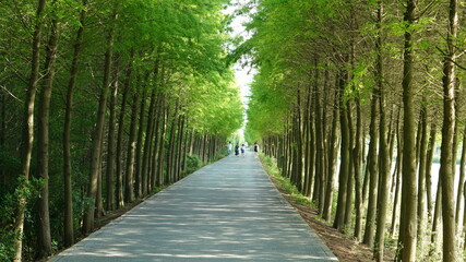 The road view surrouded by the green plant in the park