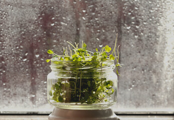 Сlose up of Organic green basil in glass jar