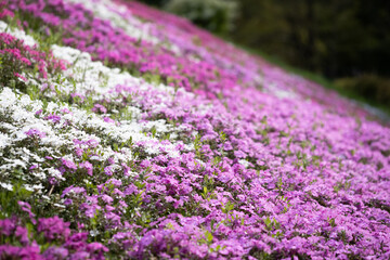 Obraz premium 満開の芝桜のお花畑は濃いピンク色の花がいっぱい