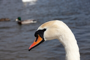 white swans in the spring season