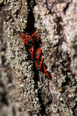 a large number of soldier bugs