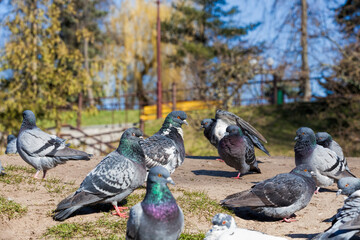 hungry pigeons living in the city
