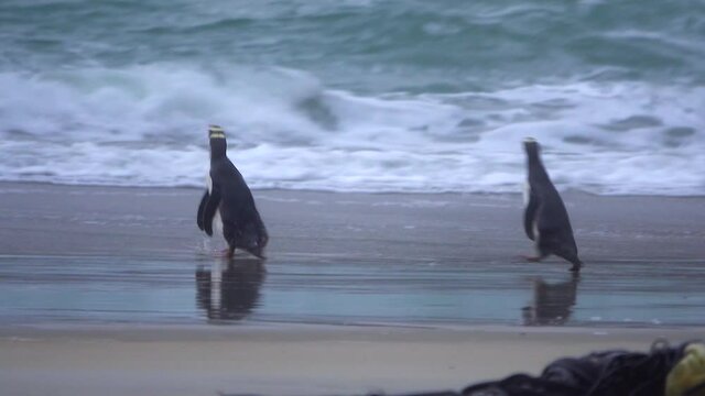Three cute penguins waddle quickly, comically toward seashore beach