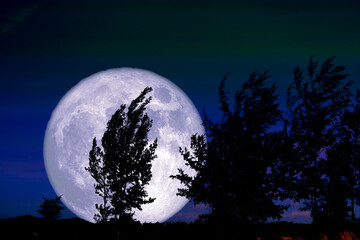 Pleine lune de ver et arbre de silhouette dans le champ et le ciel nocturne