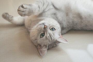 Cute british short hair cat lying in living room