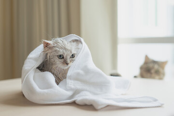 Cute persian kitten after washing wrapped in a towel