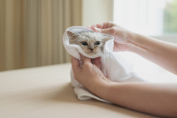 Asian woman hands gently rub a cute persian kitten with  white towel after bath
