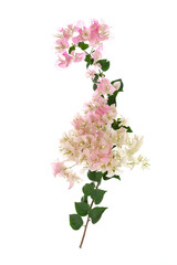 Pink blooming bougainvillea on white background isolated
