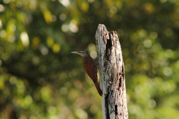 bird on a tree