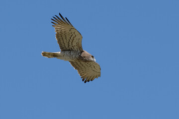 Short-toed Snake Eagle (Circaetus gallicus) flying in the blue sky