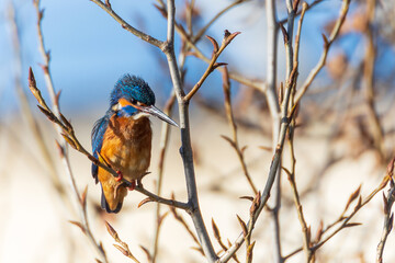 Lovely kingfisher on a tree branch by a river bank. Alcedo atthis. Selective blur