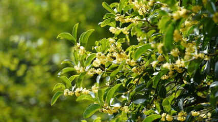 The flourish green plants growing in the park in summer
