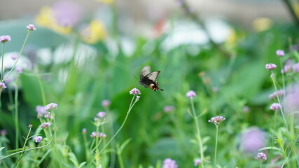One beautiful butterfly stopping on the top of flowers in the garden