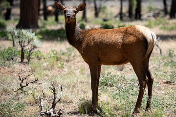 Nature animals concept. White-tailed roe bambi, fawn Young capreolus. Beautiful wildlife buck.
