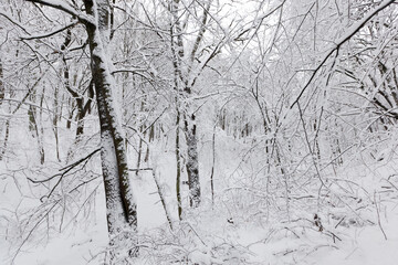 a large number of bare deciduous trees in the winter season