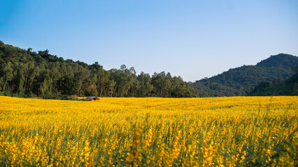 A beautiful yellow flock that farmers planted on the hillside.