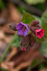 Fototapeta premium Pulmonaria australis plant in forest