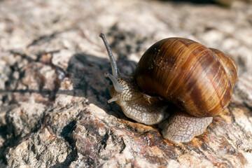 wild snail crawling on rocks and illuminated by sunlight